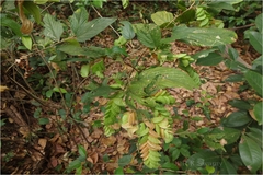 Flemingia strobilifera